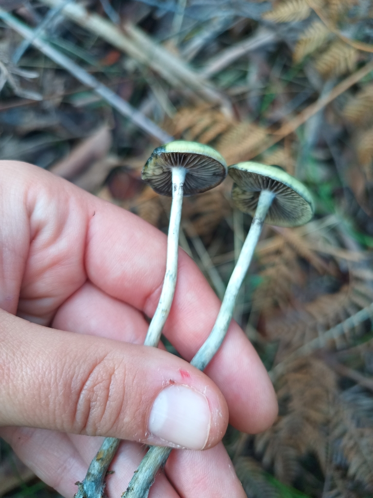 Psilocybe subaeruginosa · June 2025 · photo: © evietchi (iNaturalist, cc-by-sa)