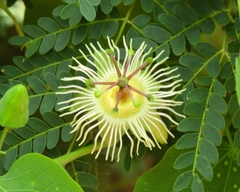 Passiflora mexicana