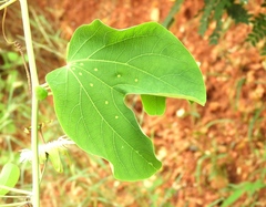 Passiflora mexicana