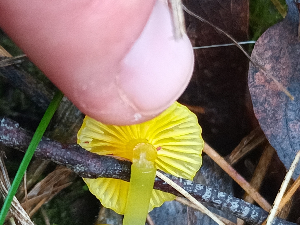 Gloioxanthomyces chromolimoneus · June 2025 · photo: © evietchi (iNaturalist, cc-by-sa)