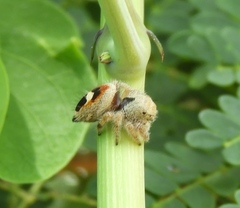 Phidippus pacosauritus