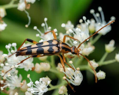 Yellow-horned Flower Longhorn Beetle photo 5