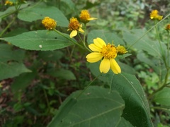 Greenmaniella resinosa