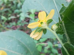 Greenmaniella resinosa