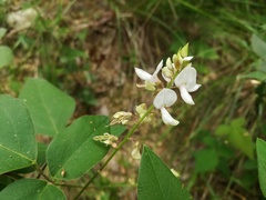 Desmodium lindheimeri