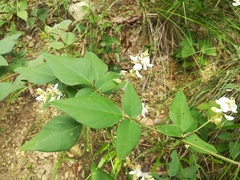 Desmodium lindheimeri