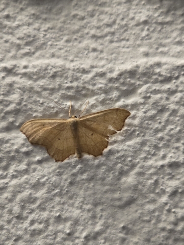 Small Scallop, 5036 VJ Tilburg, Nederland, photo 6 of 10