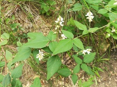 Desmodium lindheimeri