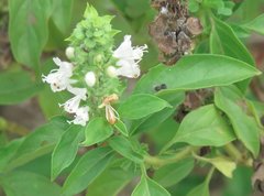 Ocimum basilicum