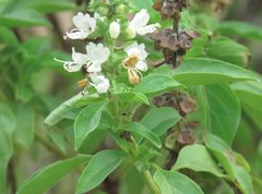 Ocimum basilicum
