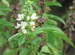 Ocimum basilicum