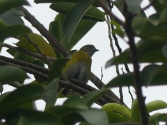 Euphonia chlorotica