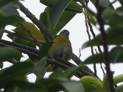 Euphonia chlorotica