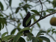 Ramphocelus carbo