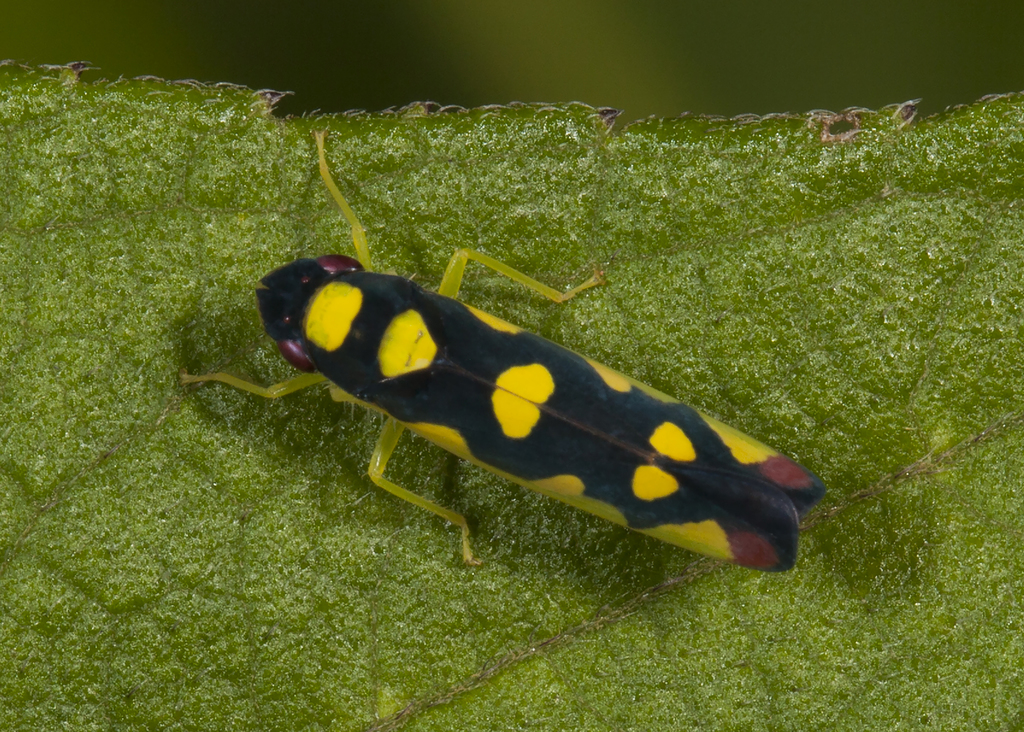 Baleja