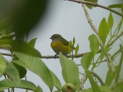 Euphonia chlorotica
