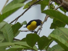Euphonia chlorotica