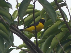 Euphonia chlorotica