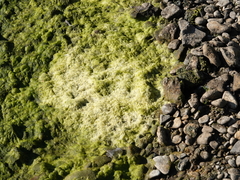 Hydrodictyon reticulatum