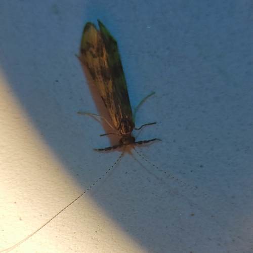 Grousewing Caddisfly, 4101 JK Culemborg, Nederland, photo 10 of 10