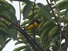Euphonia chlorotica