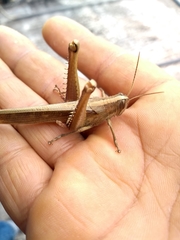Orthoptera