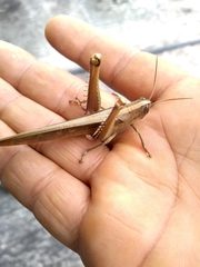 Orthoptera