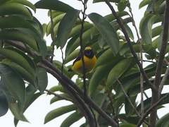 Euphonia chlorotica