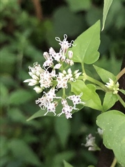 Mikania scandens