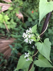 Mikania scandens