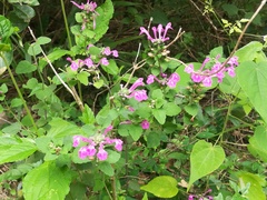 Scutellaria seleriana