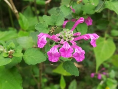 Scutellaria seleriana