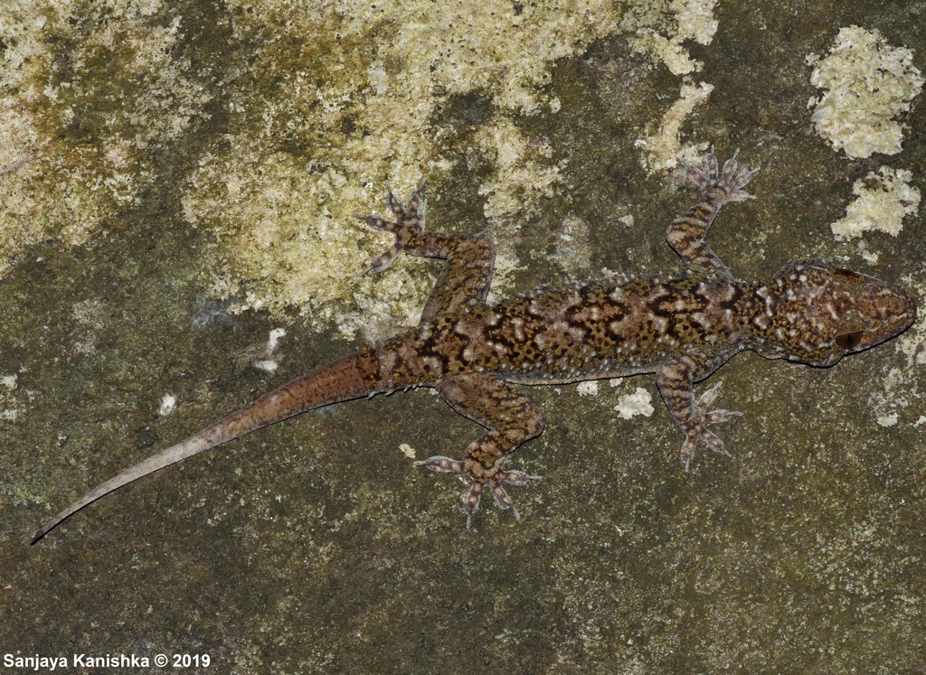 Spotted Giant Gecko