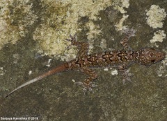Hemidactylus hunae