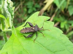 Piezogaster scutellaris