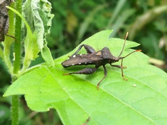 Piezogaster scutellaris