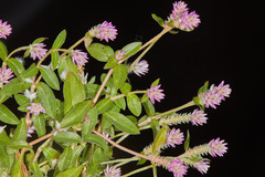 Gomphrena serrata