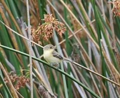Pseudocolopteryx acutipennis