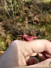 Psectraglaea carnosa