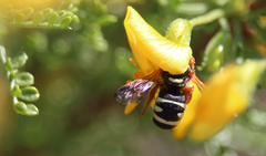 Notanthidium rudolphi