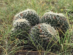 Mammillaria karwinskiana nejapensis