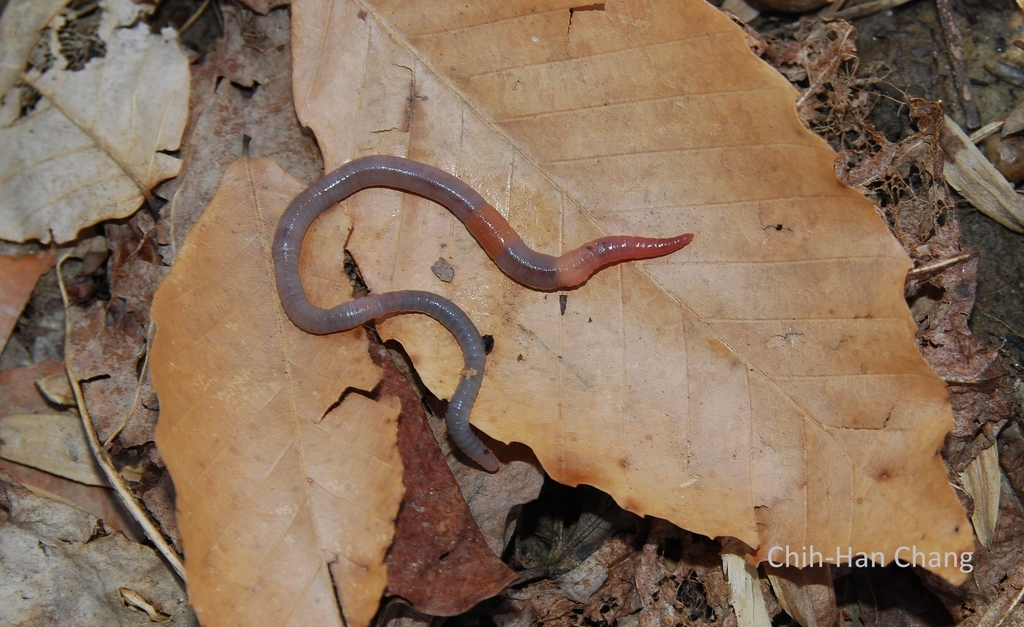 Aporrectodea caliginosa trapezoides