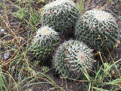 Mammillaria karwinskiana nejapensis