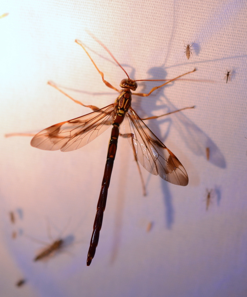 Long-tailed Giant Ichneumonid Wasp