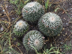 Mammillaria karwinskiana nejapensis