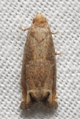 Epiblema abruptana