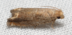 Epiblema abruptana