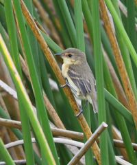 Pseudocolopteryx acutipennis