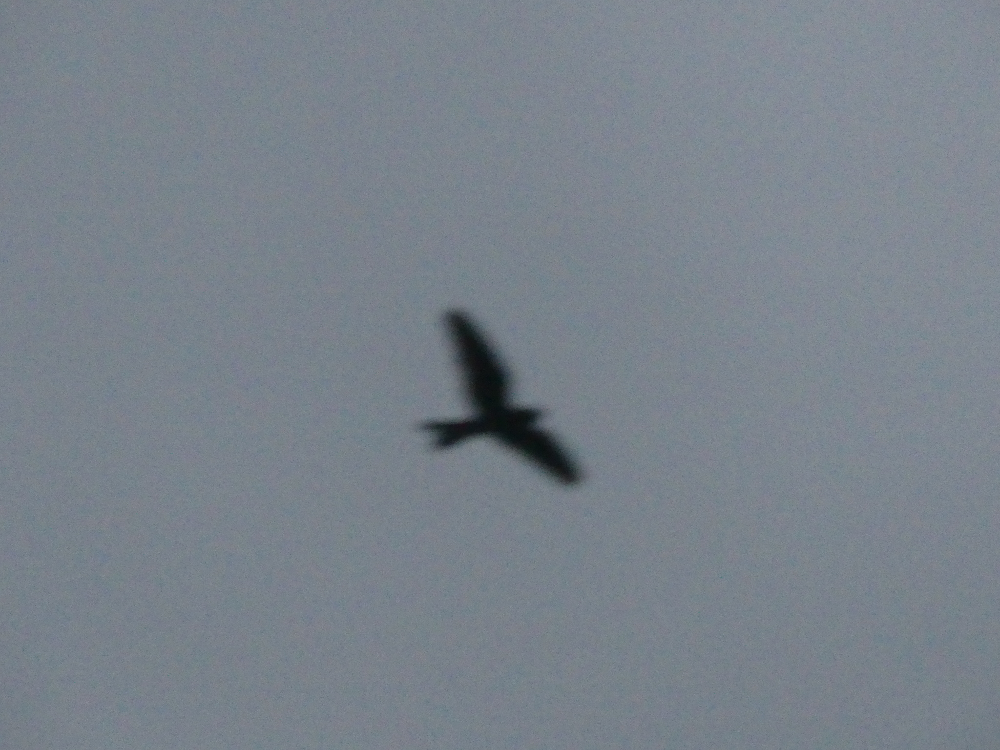 Band-tailed Nighthawk (Nyctiprogne leucopyga), photo 3