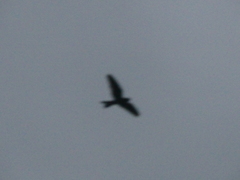 Nyctiprogne leucopyga